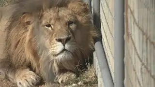 Arkansas big cat sanctuary concerned about proposed federal bill