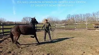 Holló - 2 éves lusitanó csikó első körmölése