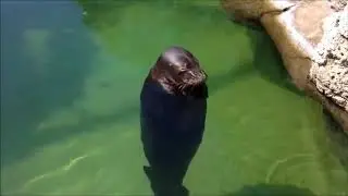 african seal documentary