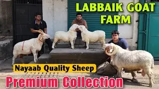 Premium Quality Sheep At LABBAIK GOAT FARM | 2025 Top Class Mende In Bhiwandi