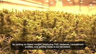 Tour Skymint's Harvest Park facility