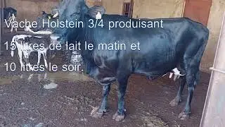 Des Vaches m&eacute;tisses hautes productrices de lait : 25litres par jour &agrave; kassela Bko.