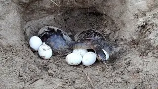 Finding Tortoise 🐢 and Eggs🥚 in Soil Hole  Tortoise the cute boy Searching