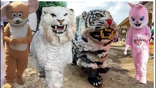 heboh Tarian barongsai dan ASMR drumband al azhar tampil dalam acara khitanan MACAN JAVA is back