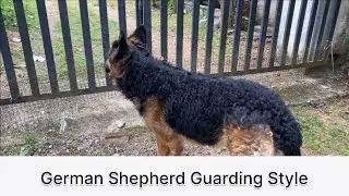 When german shepherd guarding | #dog #pets