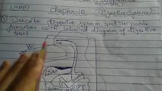 D.pharm (HAP) Topic-Digestive System (imp. Question solution)