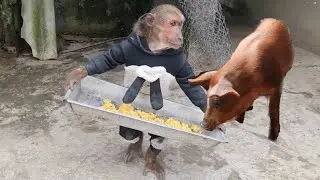Abu farmer enlisted to help his mother feed the pig