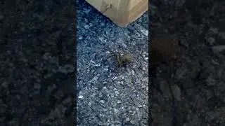 THIS IS THE BIGGEST SPIDER