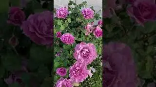 6/16/2021 Angel Face Tree Rose- from Homedepot-Zone 9B
