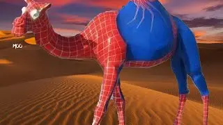 Camel Grunting
