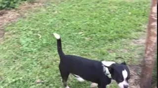 Video of adoptable pet named ODIE COYOTE BARKLEY