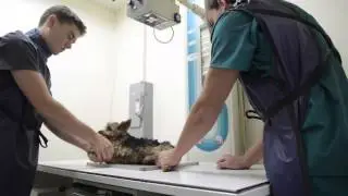 Mission Veterinary Clinic and Animal Emergency Hospital