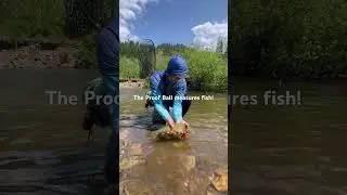 #fishtechy #proof #fishing #montana #liar #adventure #flyfishing #troutfishing
