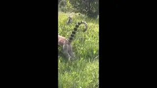 Lemurs and Indri in Madagascar.