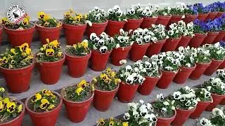 Spring Colorful Flowers Collection 2020 || Birds Singing Song || Natural Birds ASMR ||