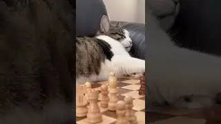#cat#deepsleep#rapid#eyes#movement#sleep#cutecat#beautiful#chess#elizabeth