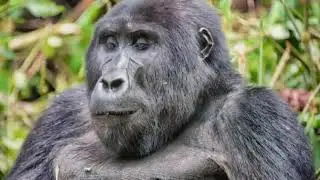 Similitud entre los chimpanc&eacute;s y humanos
