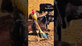 Meet 3 best pakistani fighter aseel rooster with prices