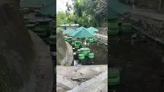 #umbulsiblarak #klaten #klatenbersinar