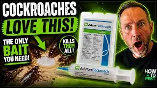 Cockroaches LOVE This! The Only Bait You'll Ever Need 🪳How to use Advion Cockroach Gel Bait