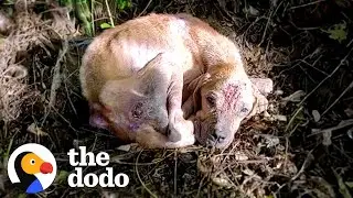 Женщина на мотоцикле остановилась у брошенной собаки | The Dodo