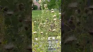 ASMR birdwatch #asmrvideo #asmrbirds #birdwatching  #birdwatch #nature #birdspotting