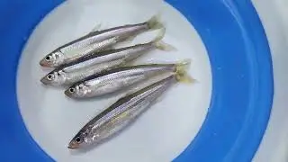 구미빙어상주비어군위빙어학꽁치빙어첫탕역쉬마릿수도좋아요2026년 1월 5일