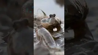 A Fish that Walks on Land? #mudskipper #amphibians #wildlife #aquaticlife