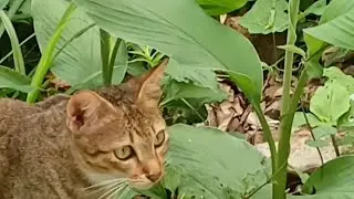 Cats and turmeric leaves| Entertainment