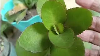 Starting my Zero-Budget Garden + Cooking Salmon Belly Sinigang sa Miso🍲