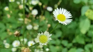 Foraging Prairie Fleabane #AOKlife #ForagingWildEdibles #DaisyFleabane
