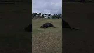Horse Rolling