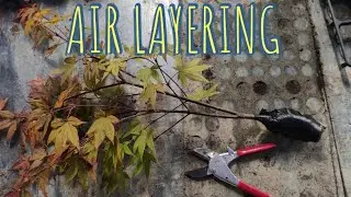 MAPLE & CHERRY AIR LAYERING RESULT