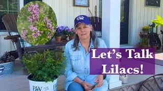 Lilacs and How To Care For Them 💜 //Gardening On Taylor Mountain 👩🏼‍🌾