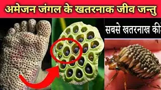 Amazon Jungle Ke Rehsey |Mystery of Amazon Rainforest in Hindi