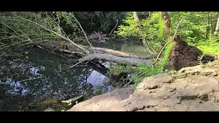 Crum Creek Hike (2025-07-20) - Jack Straw from 1979-01-11 #hiking #gratefuldead #jackstraw #music