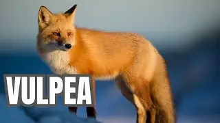 Vulpea | Mini documentar pentru copii.