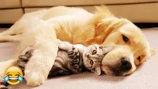 Beauty and handsome! 🐕 Funny video with dogs, cats and kittens! 👩&zwj;🦳 Funniest Animals 2025
