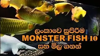 Top 10 Monster Fish And Their Prices 2025.