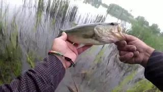 Topwater Frog Fishing at Walden Ponds