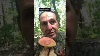 How to know if a bolete is edible #mushroomidentification #foraging #mushrooming
