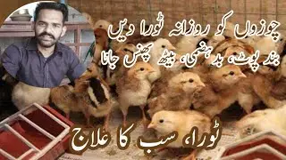Chozon ki poot band kiyon hoti hai ? chozy sust kiyon ho jaty hain ! chozon ki achi growth kesy kren