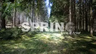 La for&ecirc;t d'Anlier s'&eacute;veille - Spring walk in Belgium