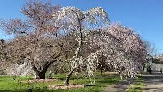 Сакуры в цвету - Sakura -3a-  Arnold Arboretum, Boston - 15-April-2022 - (IMG 5430 part1)
