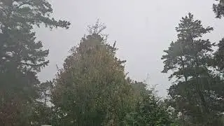 Seasonal step down in the form of an oddly windless yet peaceful ten minute downpour. Enter Autumn.