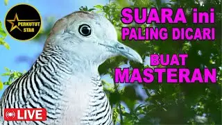 suara burung Perkutut Lokal Gacor spesialis pemikat cepat NYAUT