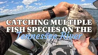 Catching Multiple Fish Species on The Tennessee River with LiveScope and Trolling Crankbaits!