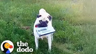 Pug Steals The Weirdest Things For Attention | The Dodo
