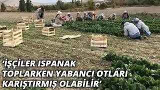 Mustafa Ateş: İşçiler ıspanak toplarken yabancı otları karıştırmış olabilir