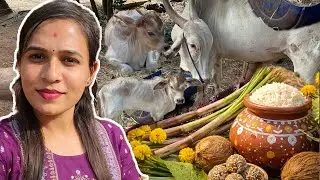 happy Makara Sankranti festival vlogs /ಹ್ಯಾಪಿ ಮಕರ ಸಂಕ್ರಾಂತಿ 